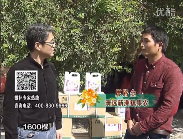 20160314珠江臺搖錢(qián)樹(shù)：柑橘用微補方案，保樹(shù)有收益