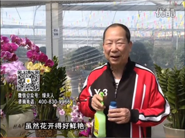 20160314珠江臺搖錢(qián)樹(shù)：家種鮮花、鮮切花，用綠夫人600度鮮花液?；ㄆG、花期長(cháng)