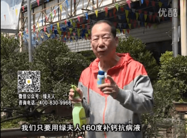 ?20160321珠江臺搖錢(qián)樹(shù)：盆栽花卉用綠夫人160度補鈣抗病液，低溫陰雨天長(cháng)勢壯、抗病好
