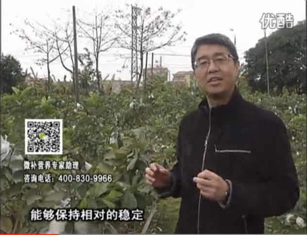 20160328珠江臺搖錢(qián)樹(shù)：番石榴淋沖微補根力鈣+微補精力，凍后恢復長(cháng)勢、促進(jìn)開(kāi)花坐果