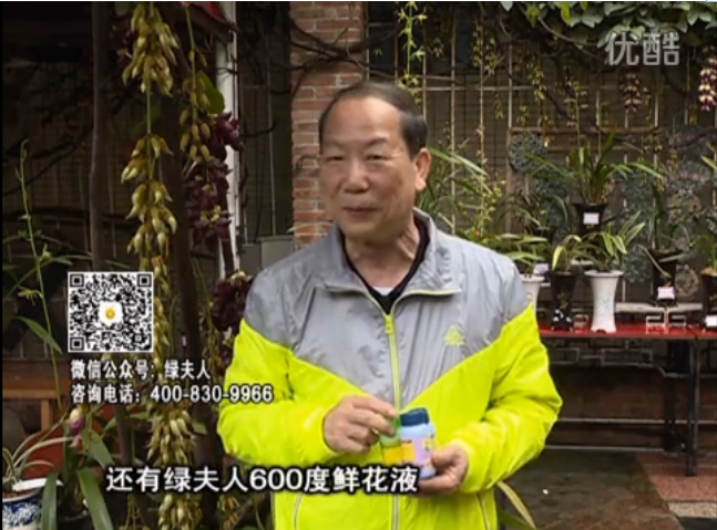 20160404珠江臺搖錢(qián)樹(shù)：養禾雀花等盆栽，用綠夫人營(yíng)養液養得好又增色