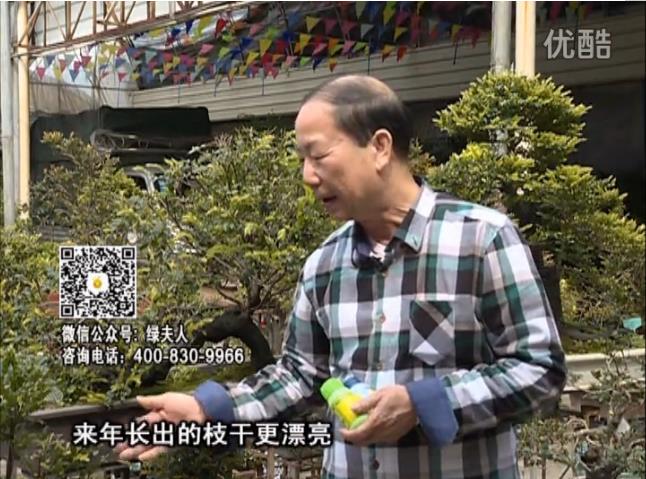 通叔親自體驗，盆景凍后用綠夫人營(yíng)養液抽芽恢復好