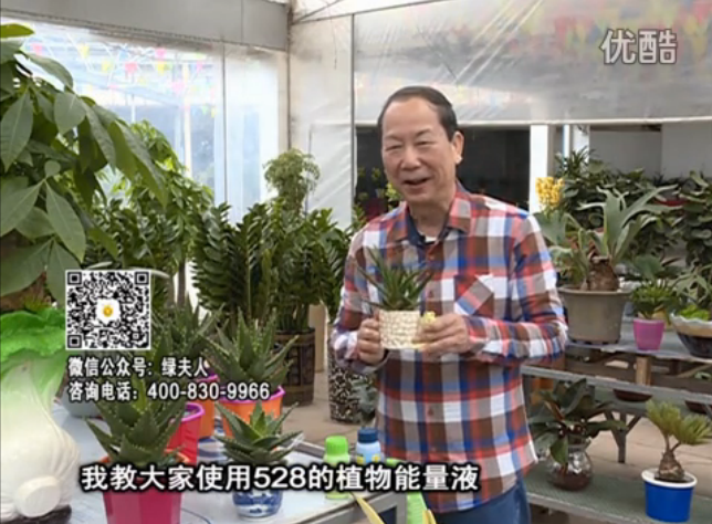 20160425珠江臺搖錢(qián)樹(shù)：室內綠植用綠夫人營(yíng)養液，補充營(yíng)養健康又環(huán)保