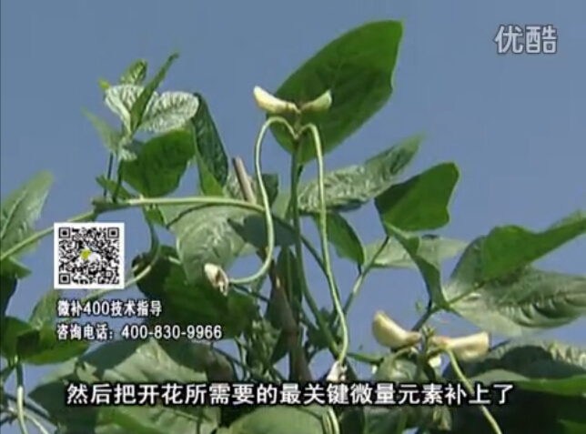 20160502珠江臺搖錢(qián)樹(shù)：雨水天多蔬菜香蕉長(cháng)勢差沒(méi)產(chǎn)量？撒微補倍力促根壯長(cháng)勢