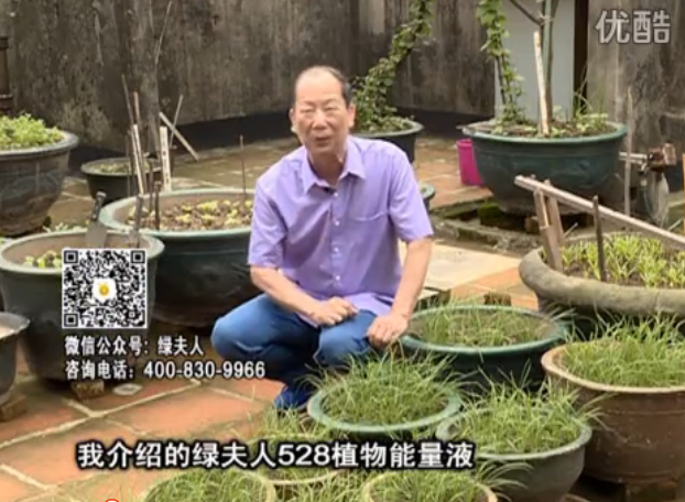 20160509珠江臺搖錢(qián)樹(shù)：天臺種葉菜用綠夫人營(yíng)養液，抗病好、長(cháng)勢綠