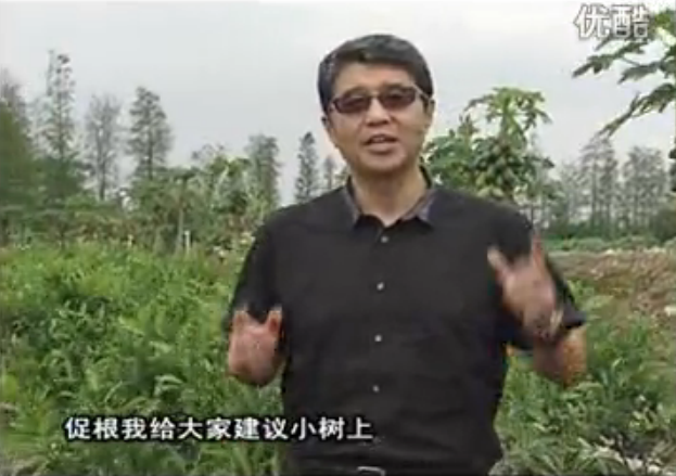 20160509珠江臺搖錢(qián)樹(shù)：柑橘淋微補根力鈣+精力，噴微補葉面肥，保樹(shù)分果好