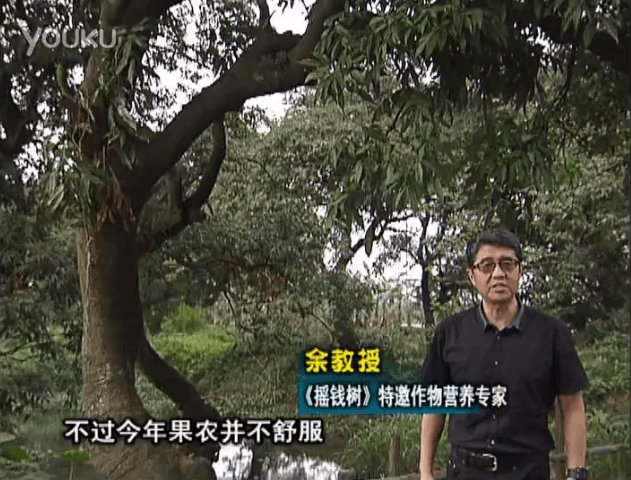 20160523珠江臺搖錢(qián)樹(shù)：荔枝龍眼用微補方案，膨果好、果硬有品質(zhì)，保樹(shù)綠