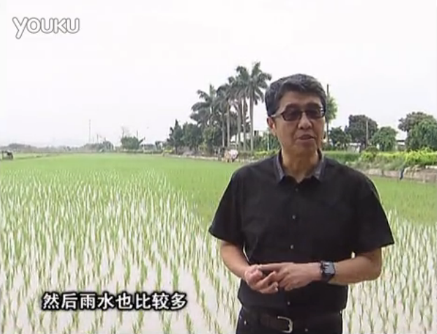 20160530珠江臺搖錢(qián)樹(shù)：水稻、甘蔗用微補方案，促根壯長(cháng)勢，提高收益