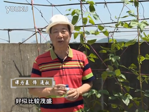 20160530珠江臺搖錢(qián)樹(shù)：天臺種豆角用綠夫人160度補鈣抗病液，長(cháng)勢壯，幫助開(kāi)花坐果
