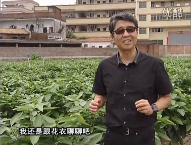 20160606珠江臺搖錢(qián)樹(shù)：觀(guān)葉植物用微補方案，壯根提長(cháng)、保葉抗病好！