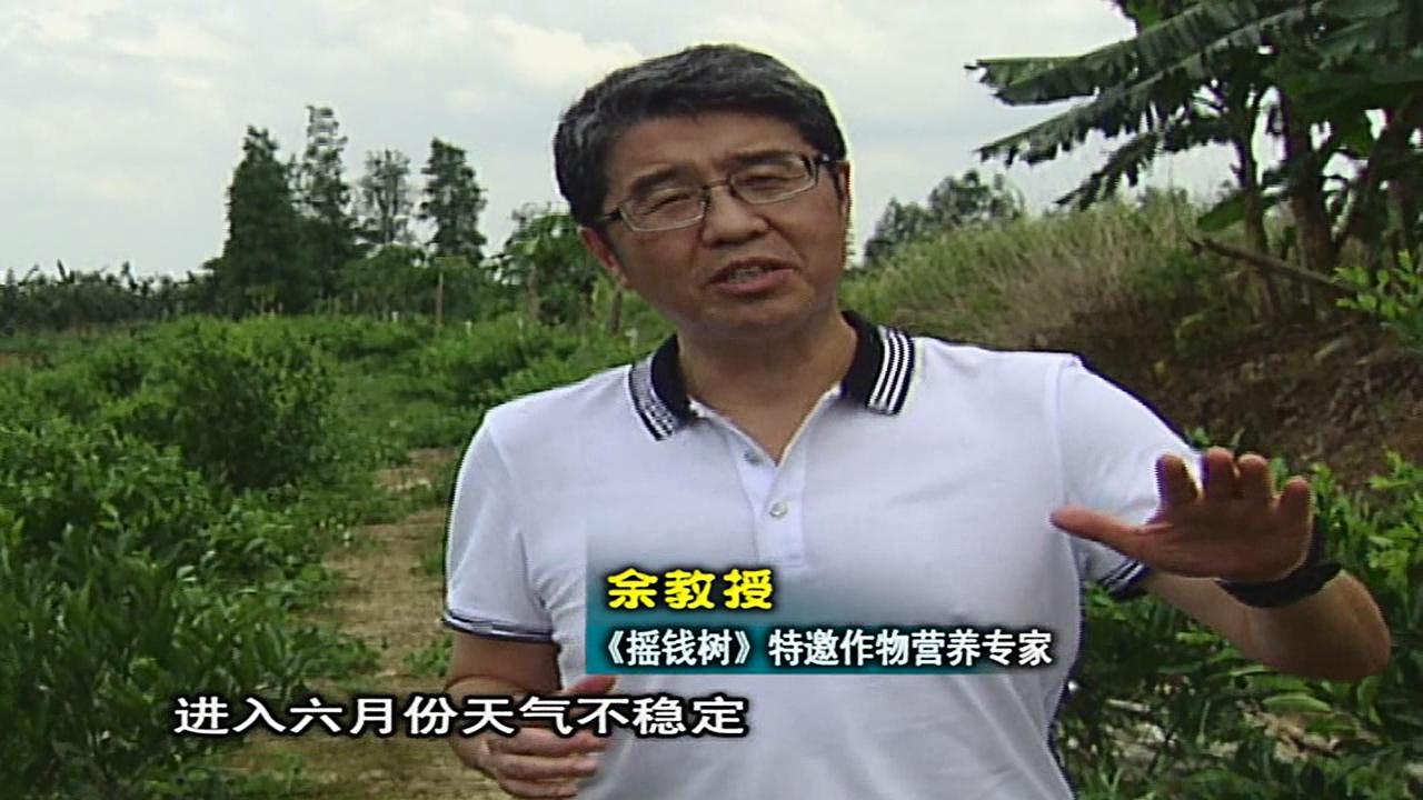20160613珠江臺搖錢(qián)樹(shù)：柑橘?lài)娢⒀a蓋力、淋根力鈣，補鈣減少裂果、太陽(yáng)果、果更硬