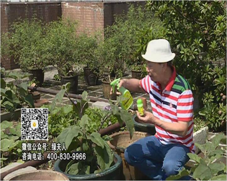 20160613珠江臺搖錢(qián)樹(shù)：天臺種茄瓜用綠夫人，長(cháng)勢靚，開(kāi)花結果好