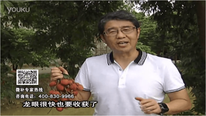 20160627珠江臺搖錢(qián)樹(shù)：荔枝轉色葉噴微補紅果力+蓋力，補充磷鉀鈣，著(zhù)色增甜果硬