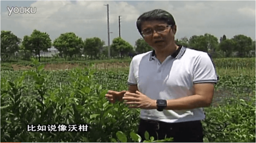 20160627珠江臺搖錢(qián)樹(shù)：柑橘減少黃葉花葉，淋微補根力鈣+沖力鎂、噴微補碧力