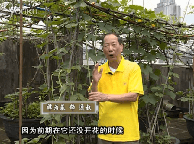 20160627珠江臺搖錢(qián)樹(shù)：天臺豆角用綠夫人528營(yíng)養液，開(kāi)花好結豆期長(cháng)