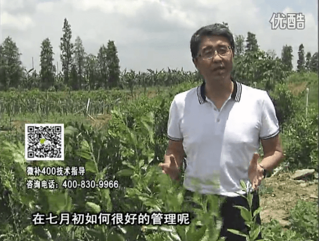20160704珠江臺搖錢(qián)樹(shù)：柑橘淋微補根力鈣+沖力鎂+全力，秋梢整齊健壯、梢果同長(cháng)
