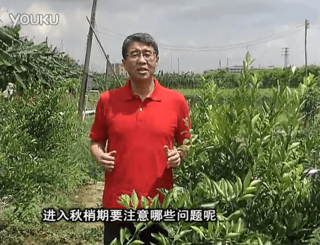 20160711珠江臺搖錢(qián)樹(shù)：預防柑橘秋梢發(fā)黃、不轉綠，用微補秋梢肥方案