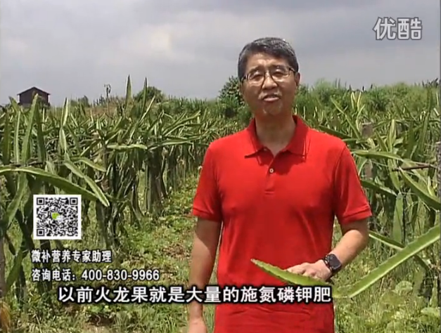 20160711珠江臺搖錢(qián)樹(shù)：火龍果用微補方案，開(kāi)花坐果好，果實(shí)膨大品質(zhì)高