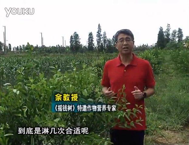 20160718珠江臺搖錢(qián)樹(shù)：柑橘放新梢怎么淋水肥好？2次微補秋梢整齊健壯