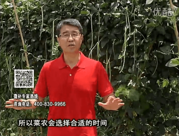 20160718珠江臺搖錢(qián)樹(shù)：瓜果蔬菜用微補水肥方案，結果多、有產(chǎn)量