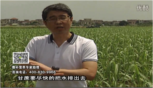 20160620珠江臺搖錢(qián)樹(shù)：甘蔗雨多漚根？淋微補根力鈣+精力、噴果力+壯力，促根壯長(cháng)、甘蔗起灰好