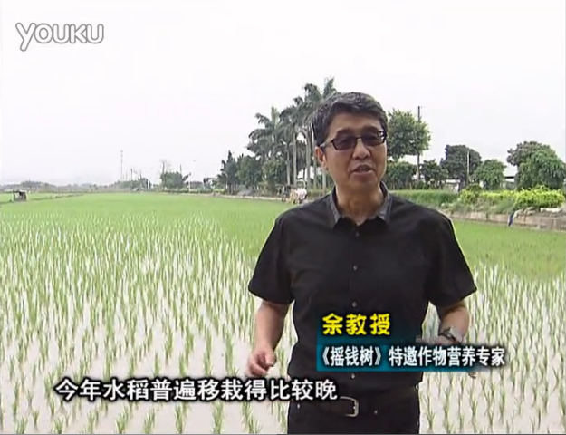 20160530珠江臺搖錢(qián)樹(shù)：水稻撒微補倍力、噴苗力，返青分蘗好，產(chǎn)量高
