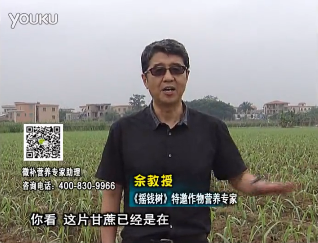 20160530珠江臺搖錢(qián)樹(shù)：甘蔗促根壯苗長(cháng)勢好，淋沖微補根力鈣+精力、撒倍力
