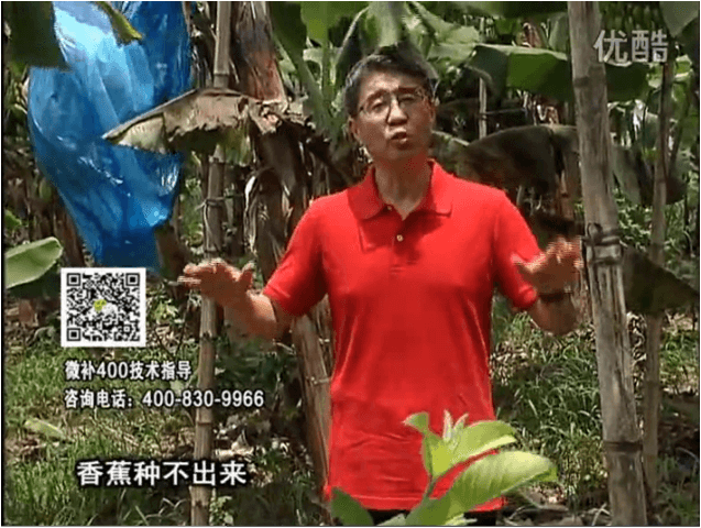 20160725珠江臺搖錢(qián)樹(shù)：香蕉用微補方案，調酸防黃化、膨果壯蕉好