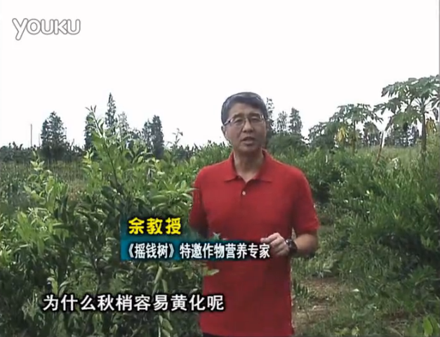 20160725珠江臺搖錢(qián)樹(shù)：柑橘淋微補調力，調酸預防秋梢黃化、促進(jìn)果實(shí)膨大