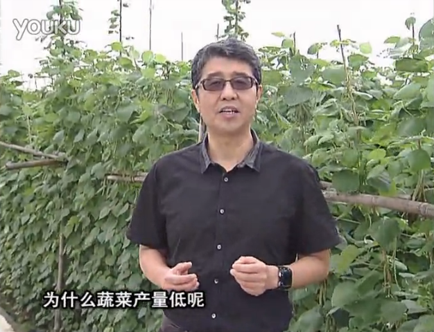 20160502珠江臺搖錢(qián)樹(shù)：雨水天多蔬菜漚根沒(méi)產(chǎn)怎么辦？撒微補倍力，噴花力+果力，提高坐果產(chǎn)量