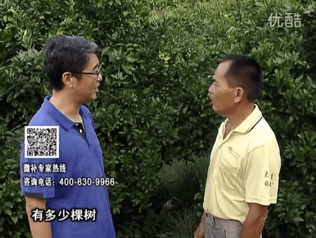 20160801珠江臺搖錢(qián)樹(shù)：柑橘連續7年用微補方案，保樹(shù)青綠每年增產(chǎn)30%