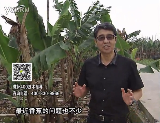 20160502珠江臺搖錢(qián)樹(shù)：香蕉撒微補倍力、噴果力+碧力，促根保葉、長(cháng)勢快