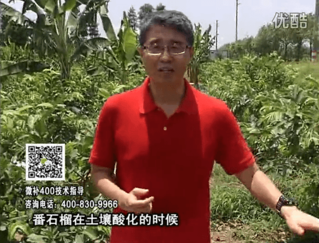 20160808珠江臺搖錢(qián)樹(shù)：番石榴用微補方案，保葉膨果、增產(chǎn)品質(zhì)高