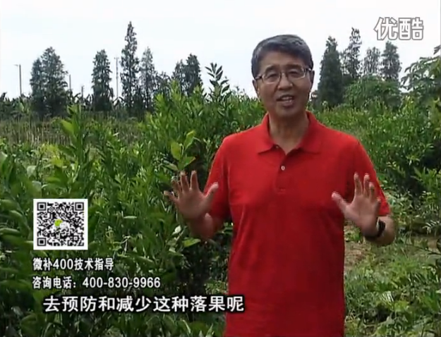 20160808珠江臺搖錢(qián)樹(shù)：柑橘?lài)娢⒀a碧力+壯力或蓋力，預防減少缺鎂落果，果硬膨大好