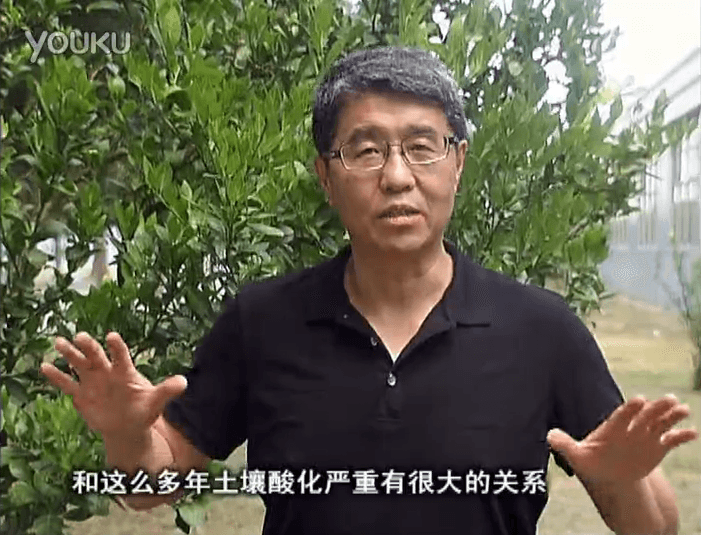 20160905珠江臺搖錢(qián)樹(shù)：柑橘秋風(fēng)一吹就黃，調酸淋沖微補調力是關(guān)鍵，同時(shí)保樹(shù)膨果
