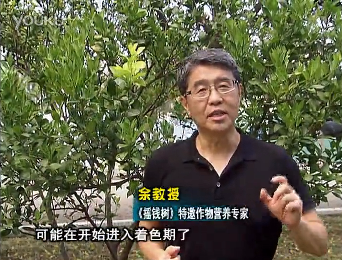 20160912珠江臺搖錢(qián)樹(shù)：柑橘用微補方案，果實(shí)著(zhù)色好，提前促花、預防落果