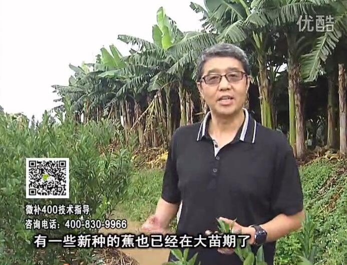 20160919珠江臺搖錢(qián)樹(shù)：香蕉淋微補根力鈣+沖力或撒倍力，噴果力+碧力，保葉膨蕉壯長(cháng)