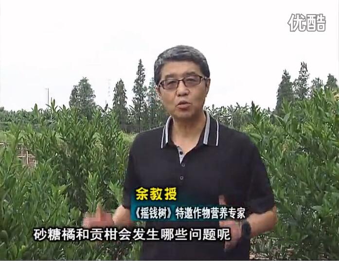 20160919珠江臺搖錢(qián)樹(shù)：柑橘用微補方案，減少秋梢落果裂果，保樹(shù)膨果好
