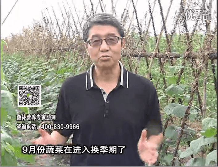 20160926珠江臺搖錢(qián)樹(shù)：換季蔬菜淋根力鈣精力促根壯長(cháng)，淋微補調力調酸減少病害
