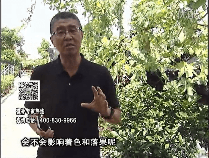 20161010珠江臺搖錢(qián)樹(shù)：柑橘葉噴微補花力+碧力，提前促花、減少梢葉黃