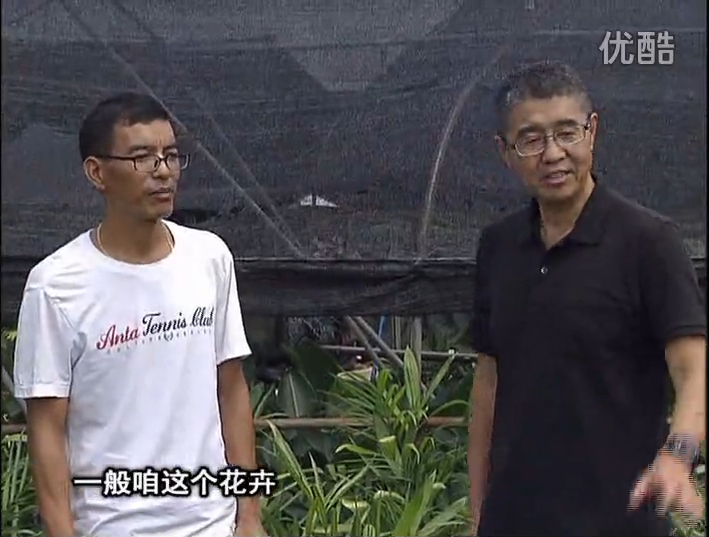20161010珠江臺搖錢(qián)樹(shù)：盆栽花卉促根多，長(cháng)勢青綠