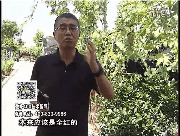 珠江臺搖錢(qián)樹(shù)：柑橘著(zhù)色葉噴紅果力，著(zhù)色均勻增甜增重