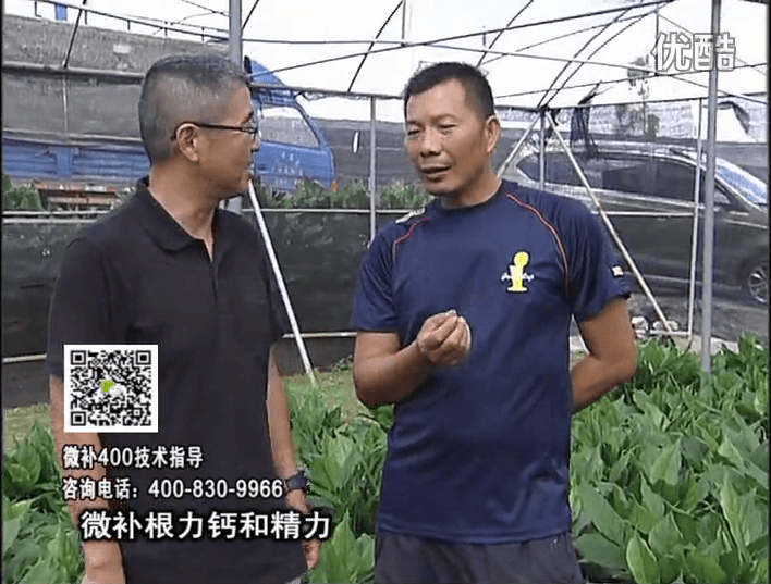 珠江臺搖錢(qián)樹(shù)：盆栽綠植澆施微補根力鈣+精力，促根多長(cháng)勢青綠