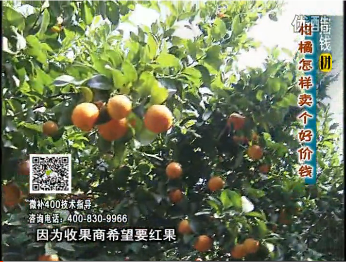 20161107珠江臺搖錢(qián)樹(shù)：柑橘?lài)娛┪⒀a紅果力、蓋力，增甜增重賣(mài)價(jià)高