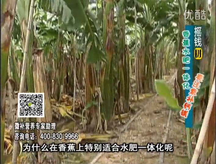 20161107珠江臺搖錢(qián)樹(shù)：香蕉水肥一體化，用微補方案科學(xué)施肥