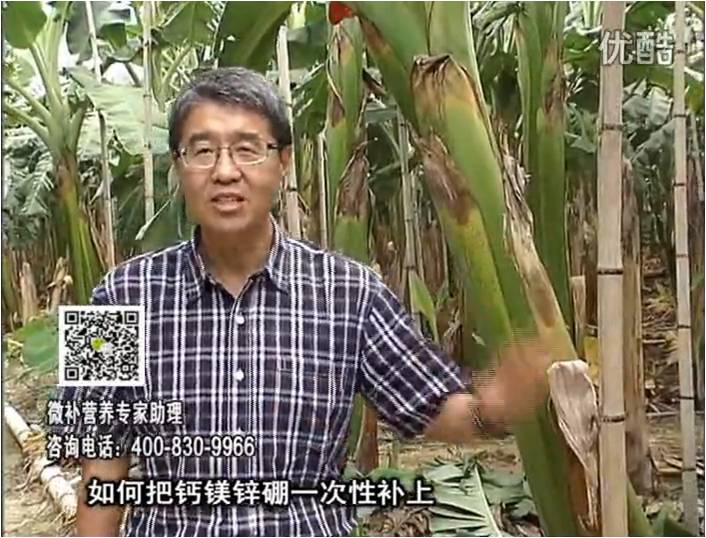 20161121珠江臺搖錢(qián)樹(shù)：香蕉撒施微補倍力，促根壯長(cháng)、預防黃葉、提高產(chǎn)量