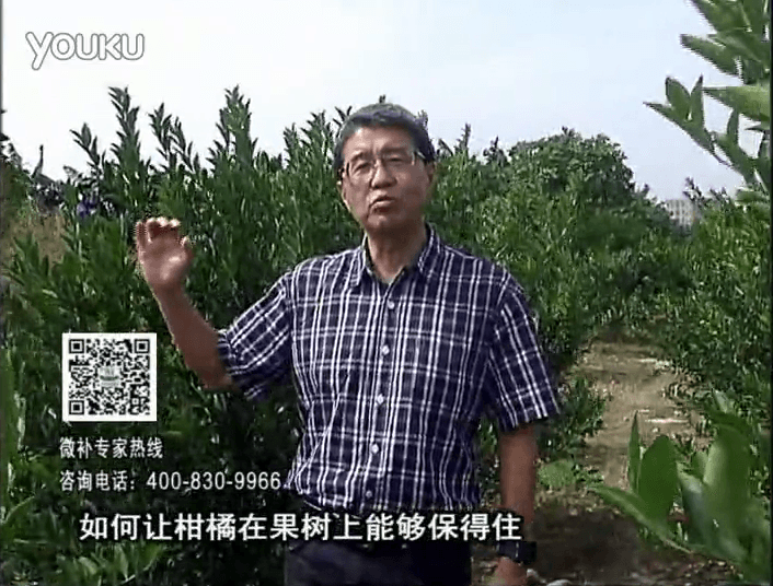 20161128珠江臺搖錢(qián)樹(shù)：柑橘?lài)娢⒀a蓋力、碧力，低溫抗凍，果掛得住，預防減少采前落果