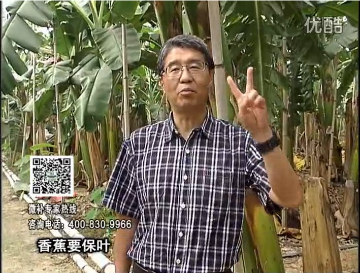 20161128珠江臺搖錢(qián)樹(shù)：香蕉用微補方案，預防減少黃葉、抽蕾膨蕉好
