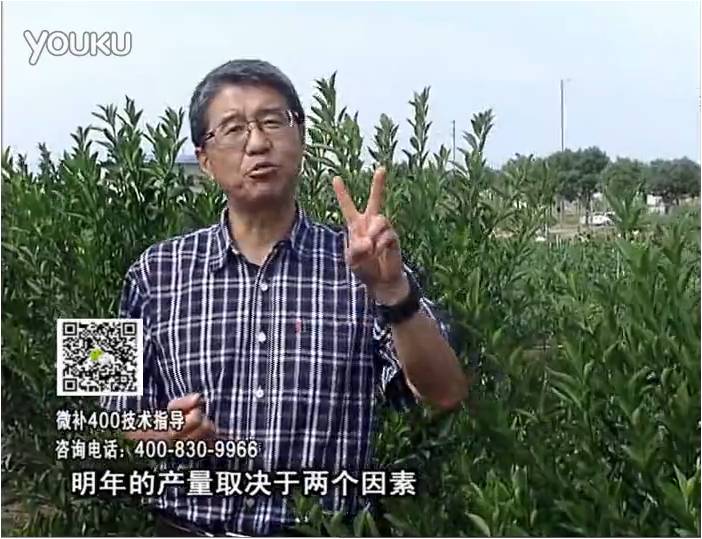 20161205珠江臺搖錢(qián)樹(shù)：柑橘?lài)娛┪⒀a花力+碧力、下因迪樂(lè )有機肥，促花恢復長(cháng)勢好