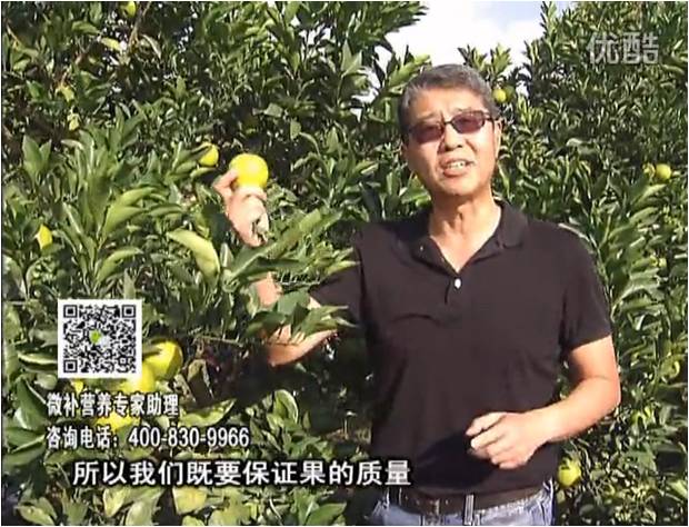 20161212珠江臺搖錢(qián)樹(shù)：紅江橙淋微補根力鈣+沖力，噴紅果力，樹(shù)勢壯，果品質(zhì)好